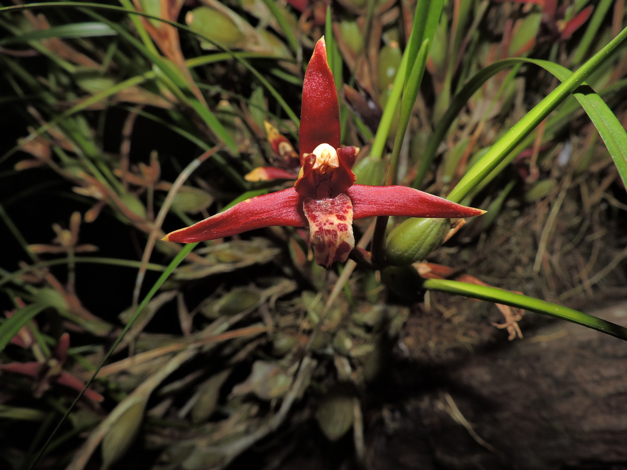 Maxillaria tenuifolia